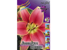 Lilium Elegant Crown 10 ��. 235,3 �..jpg