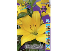 Lilium El Divo 10 ��. 139,4 ���..jpg