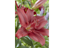 Lilium Forza Red 10 ��. 145,8 ���..jpg