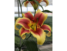 Lilium Flavia 10 ��. 219,9 �..jpg
