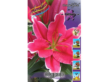 Lilium Furio 10 ��. 203,3 �..jpg