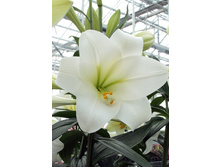 Lilium Global Dream NEW 10 ��. 184,10 �..jpg