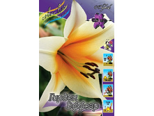 Lilium Garden Affair 10 ��. 254,5 �..jpg