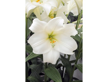 Lilium Global Harmony NEW 10 ��. 184,10 �..jpg