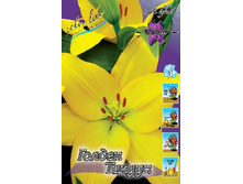 Lilium Golden Tycoon 10 ��. 133 ���..jpg