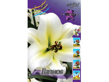 Lilium Hypnose 10 ��. 222,5 �..jpg