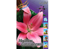 Lilium Indian Summerset 10 ��. 139,4 ���..jpg
