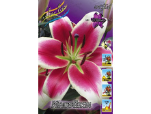 Lilium Invasion 10 ��. 196,9 �..jpg