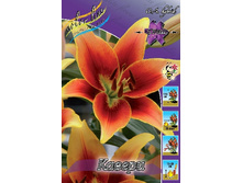 Lilium Kaveri 10 ��. 235,3 �..jpg