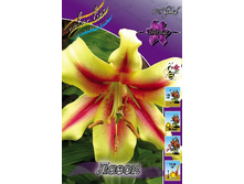 Lilium Lavon 10 ��. 254,5 �..jpg