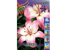 Lilium Levi 10 ��. 190,5 �..jpg