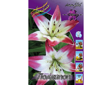 Lilium Lollypop 10 ��. 196,9 �..jpg