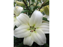 Lilium Litouwen 10 ��. 126,6 ���..jpg