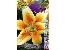 Lilium Luxor 10 ��. 227,6�..jpg