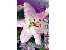 Lilium Marco Polo 10 ��. 145,8 �..jpg