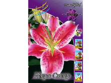 Lilium Mero Star 10 ��. 152,2 �..jpg