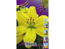 Lilium Mona 10 ��. 152,2�..jpg