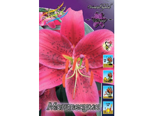 Lilium Montezuma 10 ��. 177,7 �..jpg