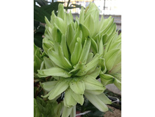 Lilium Mystery Dream 1 NEW 5 ��. 366,4�..jpg