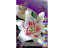 Lilium Muscadet 10 ��. 177,7 �..jpg