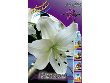 Lilium Navona 10 ��. 139,4�..jpg