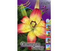 Lilium Oklahoma City 10 ��. 203,3 �..jpg