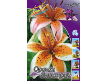 Lilium Orange Electric 10 ��. 235,3 �..jpg