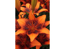 Lilium Orange Art 10 ��. 292,80 �..jpg