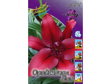 Lilium Original Love 10 ��. 139,4 ���..jpg
