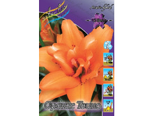 Lilium Orange Twins 10 ��. 331,2 �..jpg