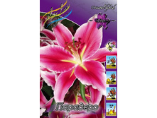 Lilium Paradero 10 ��. 254,5 �..jpg