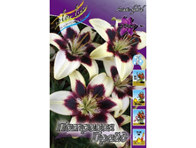 Lilium Patricias Pride 10 ��. 235,3 �..jpg
