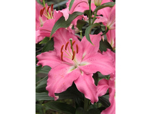 Lilium Pink Expression 10 ��. 222,5 �..jpg