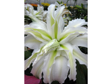 Lilium Polar Star 5 ��. 318,4 ���..jpg