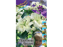 Lilium Pretty Women 10 ��. 254,5 �..jpg
