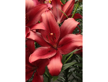 Lilium Red Alert 10 ��. 139,4 ���..jpg