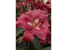 Lilium Red Heart 10 ��. 299,2 �..jpg