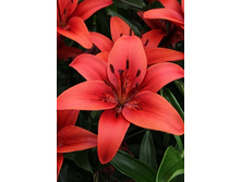 Lilium Red Sensation 10 ��. 152,2�..jpg