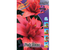 Lilium Red Twin 10 ��. 324,8�..jpg