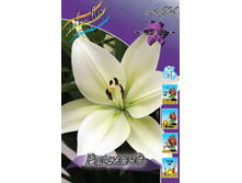 Lilium Richmond 10 ��. 120,2 �..jpg