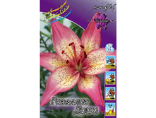 Lilium Rosellas Dream 10 ��. 235,3 �..jpg