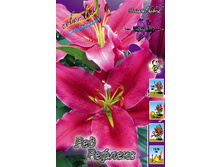 Lilium Red Reflex 10 ��. 184,10 �..jpg