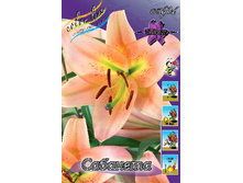 Lilium Sabaneta 10 ��. 235,3 �..jpg
