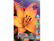 Lilium Royal Sunset 10 ��. 171,4 �..jpg