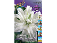 Lilium Serene Angel 5 ��. 318,4 ���..jpg
