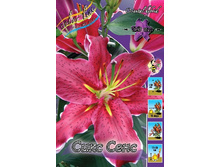 Lilium Sixth Sense 10 ��. 203,3 �..jpg