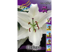 Lilium Siberia 10 ��. 145,8 �..jpg