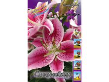Lilium Stargazer 10 ��. 152,2 �..jpg