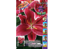 Lilium Starlight Express 10 ��. 312 �..jpg