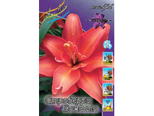 Lilium Strawberry Vanilla 10 ��. 331,2 �..jpg